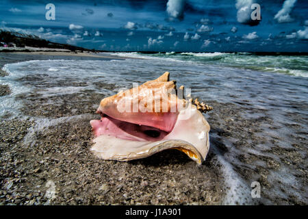 Conch shell on the beach Stock Photo