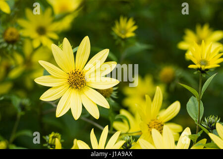 Helianthus 'Lemon Queen'. Perennial sunflowers growing in an herbaceous border. Stock Photo