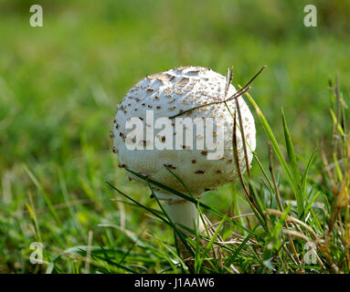Mushrooms or toadstools are not plants at but are fungi and most are edible Stock Photo