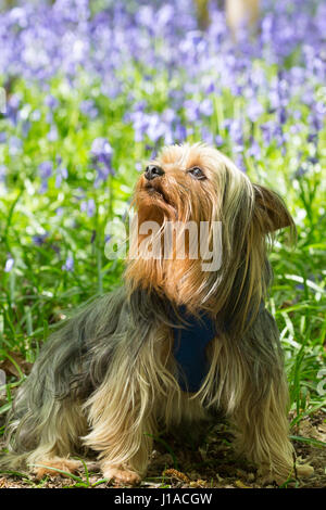 Meopham, Kent, UK. 19th April, 2017. A Yorkshire Terrier called Charlie sites in the bluebells. Bluebells are in full bloom at this country park in Meopham, Kent. Rob Powell/Alamy Live News Stock Photo
