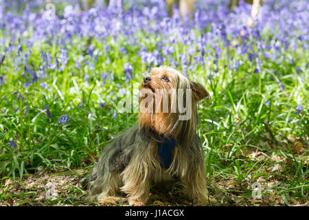 Meopham, Kent, UK. 19th April, 2017. A Yorkshire Terrier called Charlie sites in the bluebells. Bluebells are in full bloom at this country park in Meopham, Kent. Rob Powell/Alamy Live News Stock Photo