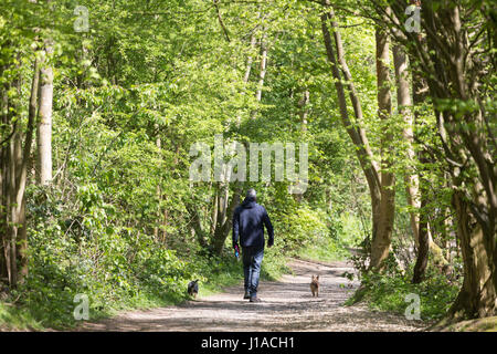 Meopham, Kent, UK. 19th April, 2017. A man walks his dogs in sunny weather through this country park in Meopham, Kent. Rob Powell/Alamy Live News Stock Photo