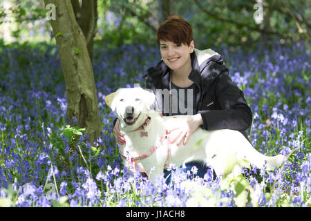 Meopham, Kent, UK. 19th April, 2017. Labarador called Ronnie poses in the bluebells with owner Jade. Bluebells are in full bloom at this country park in Meopham, Kent. Rob Powell/Alamy Live News Stock Photo