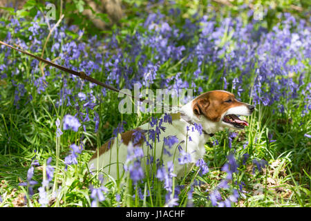 Meopham, Kent, UK. 19th April, 2017. Jack Russell Milo seen in the bluebells. Bluebells are in full bloom at this country park in Meopham, Kent. Rob Powell/Alamy Live News Stock Photo