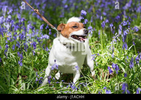 Meopham, Kent, UK. 19th April, 2017. Jack Russell Milo seen in the bluebells. Bluebells are in full bloom at this country park in Meopham, Kent. Rob Powell/Alamy Live News Stock Photo