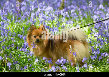 Meopham, Kent, UK. 19th April, 2017. Pomeranian Tilly pictured in Bluebells. Bluebells are in full bloom at this country park in Meopham, Kent. Rob Powell/Alamy Live News Stock Photo