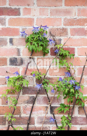 Clematis macropetala 'lagoon' flower climbing on sticks against a brick wall . Clematis alpina Blue Lagoon Stock Photo