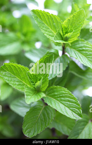 yerba buena, hierba buena, mojito mint, cuban mint Stock Photo