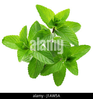 yerba buena, hierba buena, mojito mint, cuban mint Stock Photo