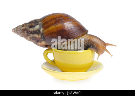 Snail on mug isolated on white background Stock Photo