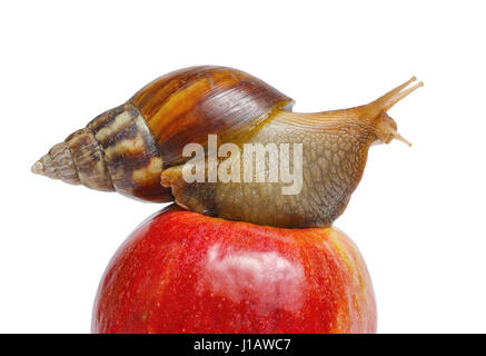 Snail on red apple isolated on white background Stock Photo