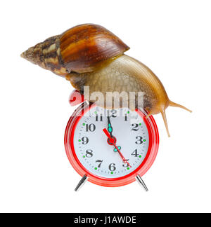 Snail on clock isolated n white background Stock Photo