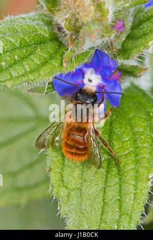 Male Red Mason Bee  feeding on green alkanet Stock Photo