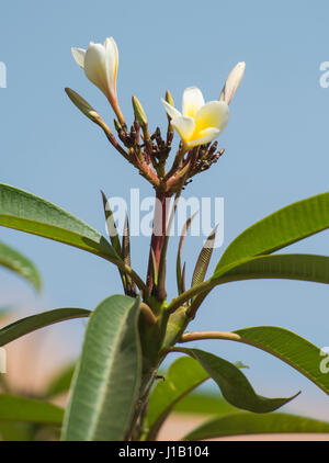 close-up of frangipani plumeria plant with pink flowers next to window ...