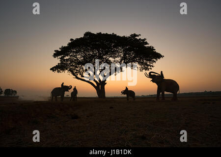 Thai Silhouette elephants on the field and tree sunrise background. Stock Photo