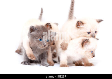Beautiful little siamese four kittens one on the other white background. Stock Photo
