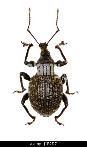 Armadillo Vine Weevil on white Background  -  Otiorhynchus armadillo (Rossi, 1792) Stock Photo