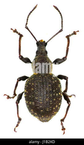 Armadillo Vine Weevil on white Background  -  Otiorhynchus armadillo (Rossi, 1792) Stock Photo