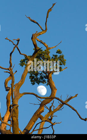 Moon framed by Oak tree survivor Stock Photo