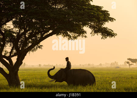 Elephant mahout thailand life traditional of asia culture Stock Photo