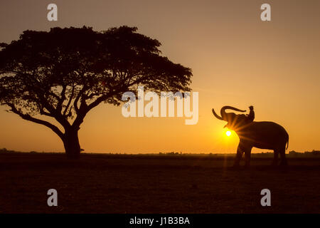 Silhouette tree animal elephant and mahout man  Sunrise background at Thailand morning time. Stock Photo
