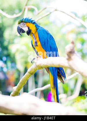 Colorful Macaw Bird Stock Photo