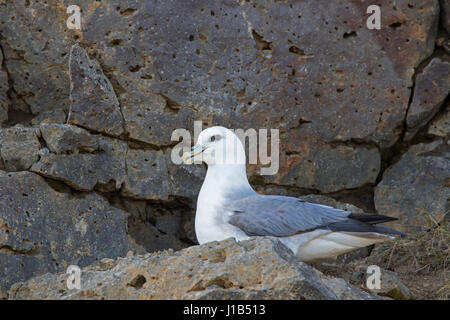 Northern fulmar / Arctic fulmar (Fulmarus glacialis) sitting on rock ledge in sea cliff Stock Photo