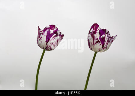 Two beautiful stripped violet white tulips closeup against white background Stock Photo