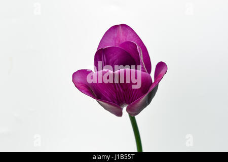 Beautiful violet tulip closeup against white background Stock Photo