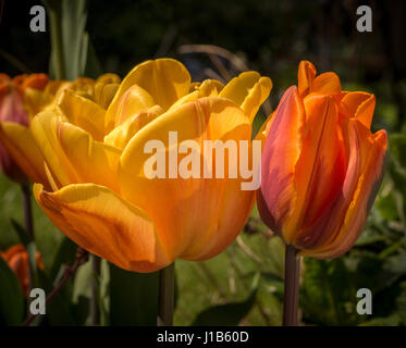Two Princess Irene tulip flowers growing in a garden. Stock Photo