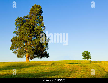 Large pine type tree with another smaller tree on horizon in meadow or field - protection or competition or big and small concept Stock Photo