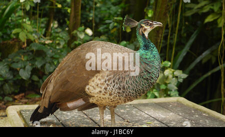 Peahen female peacock beautiful bird feathers out shows colorful tail on  farm / Peafowl bird Stock Photo - Alamy