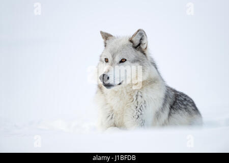 Gray Wolf / Grauwolf ( Canis lupus) lying in snow, attentively watching, nice winter fur, with beautiful amber coloured eyes, Yellowstone, USA. Stock Photo