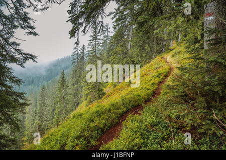 Trail leading through bushes and forest on a misty day in the Austrian Alps Stock Photo