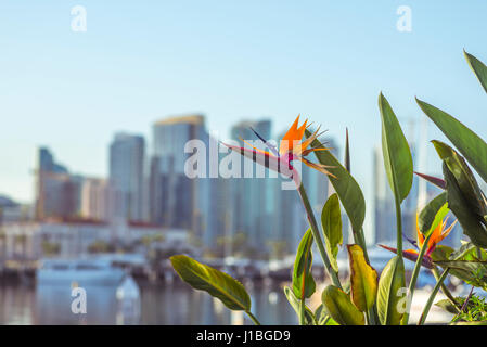 Close-up of a Bird Of Paradise flower with the San Diego Skyline in the background. San Diego, California, USA. Stock Photo