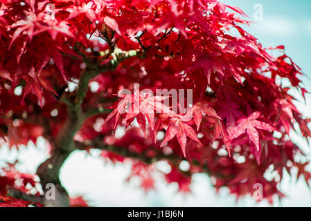 Chinese Bonsai plants in Montreal botanical garden, Canada Stock Photo