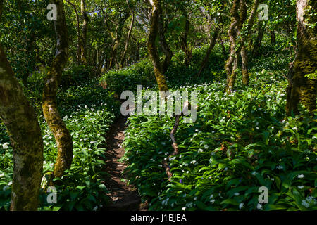 Wild Garlic lines the footpath that runs through a wooded section of the national trust footpath along the peninsula at Gribbar Head, Cornwall Stock Photo