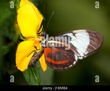 Cydno Longwing butterfly (Heliconius Cydno) a.k.a. Grinning Heliconian or Blue and White Longwing, native from Mexico to Ecuador Stock Photo