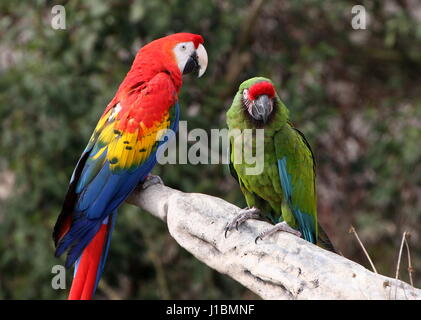 South American Scarlet macaw (Ara macao) together with a Military macaw (Ara militaris). Bird show at Rotterdam Blijdorp Zoo Stock Photo