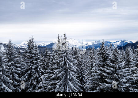 Snow covered pine trees looking towards Les Gets. Stock Photo