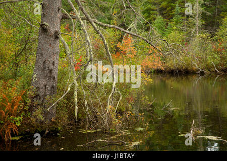 Brule River, Brule River State Forest, Wisconsin Stock Photo