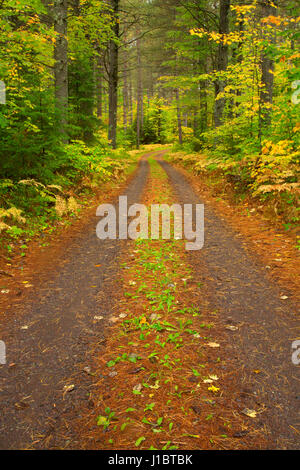 Forest road, Brule River State Forest, Wisconsin Stock Photo