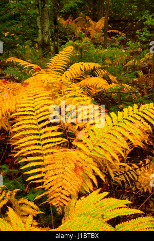 Ferns, Brule River State Forest, Wisconsin Stock Photo