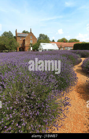 Fields of Lavender growing in the Norfolk Lavender centre, Heacham village, North Norfolk, England Stock Photo