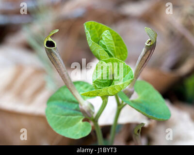 Aristolochia lutea, Yellow birthwort. Stock Photo