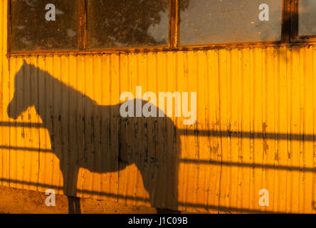 Shadow, profile, of an Icelandic horse in a stable, paddock, Equus ferus caballus, Iceland. Stock Photo
