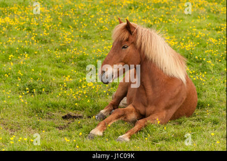 Brown Icelandic horse lying in a green field with yellow flowers, Equus ferus caballus, looking at the camera, Iceland. Stock Photo