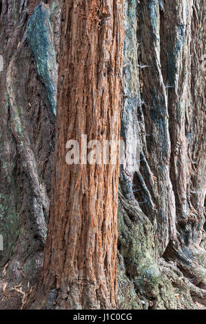 Giant sequoia, coast redwood, coastal redwood, California redwood, Sequoia sempervirens, young tree, mature tree, Big Basin Redwoods State Park, CA. Stock Photo