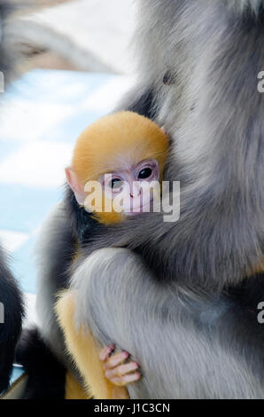 Dusky leaf monkey in the hug of mother,young monkey with the yellow hair like a golden with the mother in the mountain of Thialand Stock Photo
