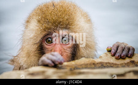 Japanese macaque sitting in water in a hot spring. Japan. Nagano. Jigokudani Monkey Park. Stock Photo